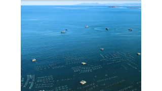 Hòn Yến ( Phú Yên ) : xem cảnh tàu vây lưới ngoạn mục từ trên cao